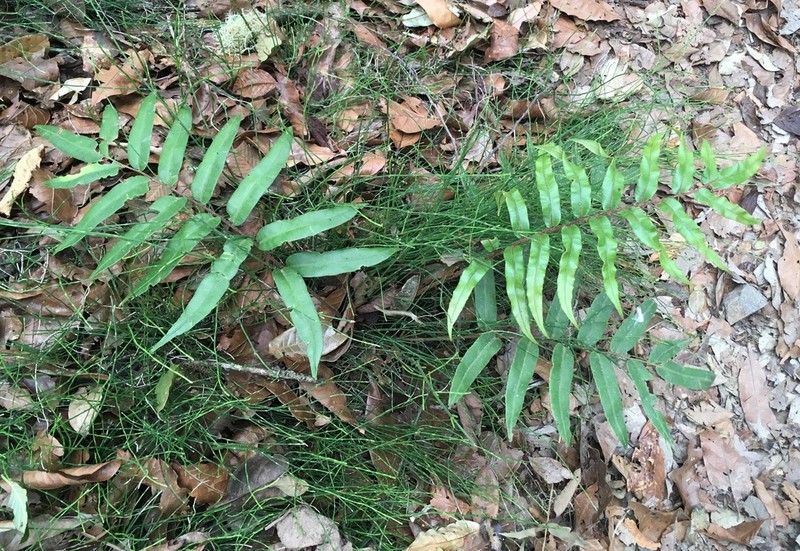 Blechnum schiedeanum photo 8