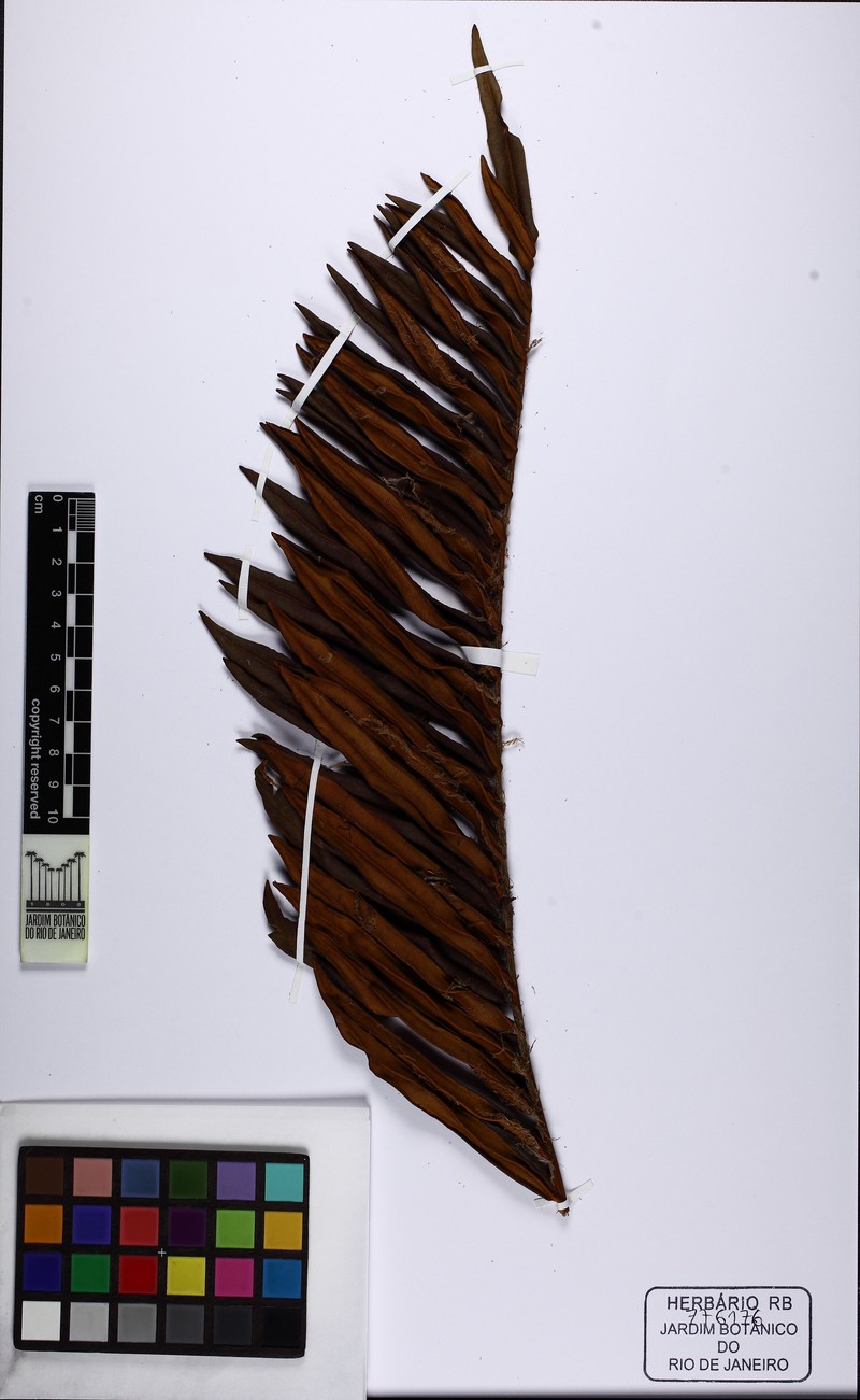 Blechnum schomburgkii photo 2