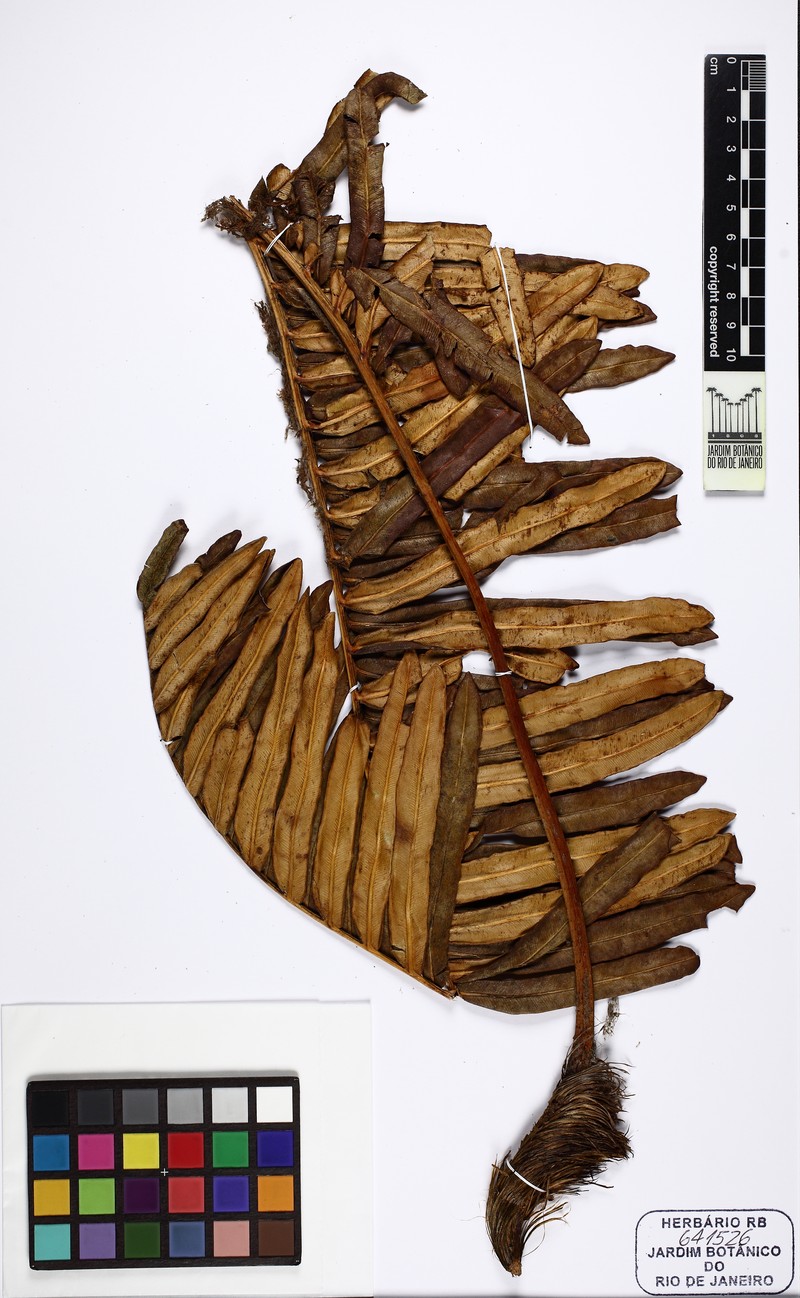 Blechnum schomburgkii photo 3