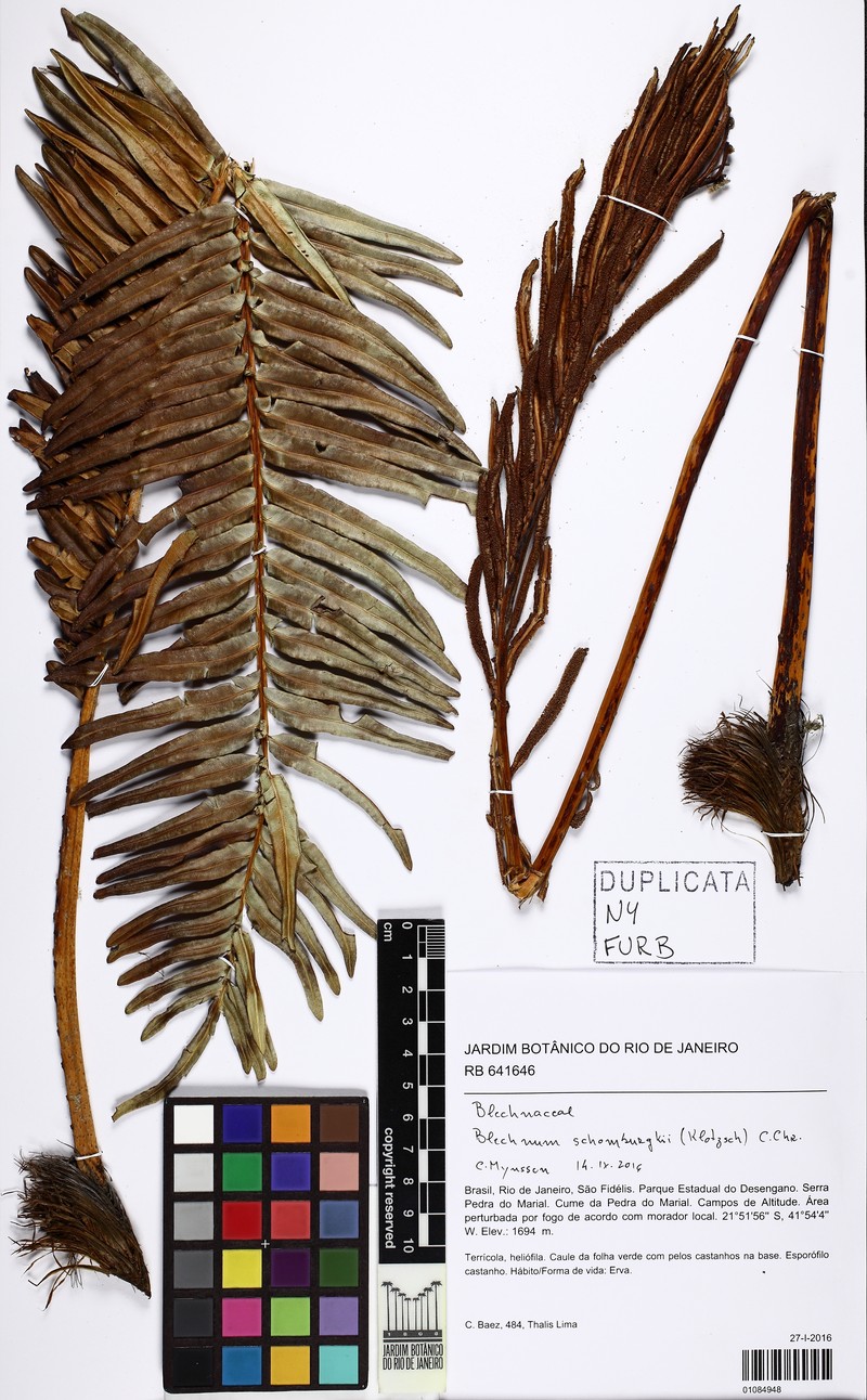 Blechnum schomburgkii photo 4