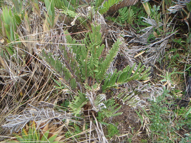 Blechnum schomburgkii