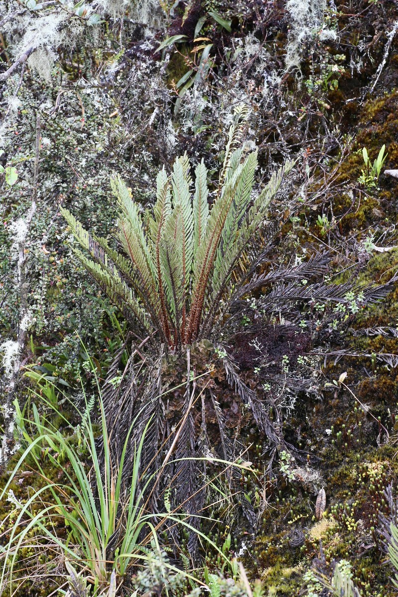 Blechnum schomburgkii photo 5
