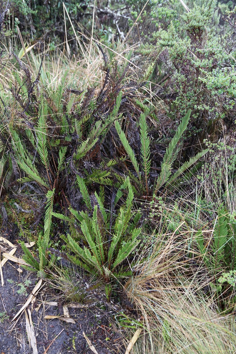 Blechnum schomburgkii photo 6