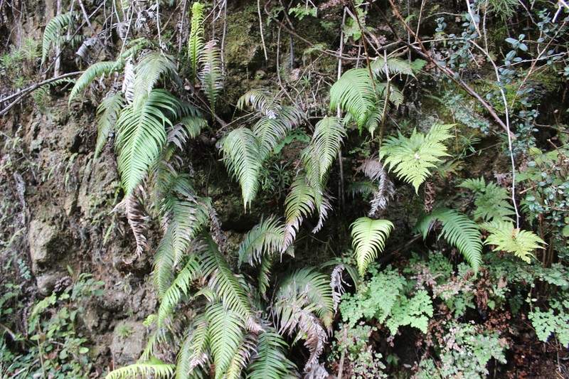 Blechnum schottii