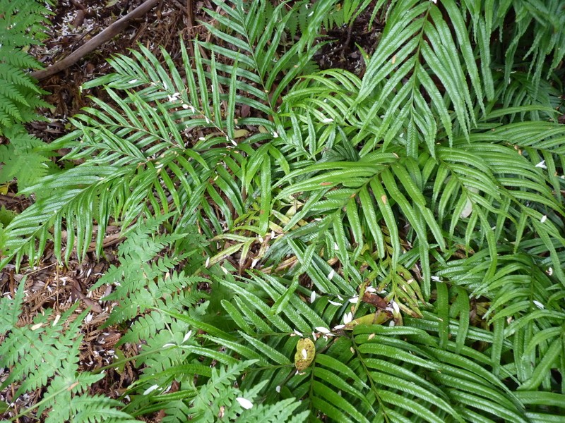 Blechnum schottii photo 2