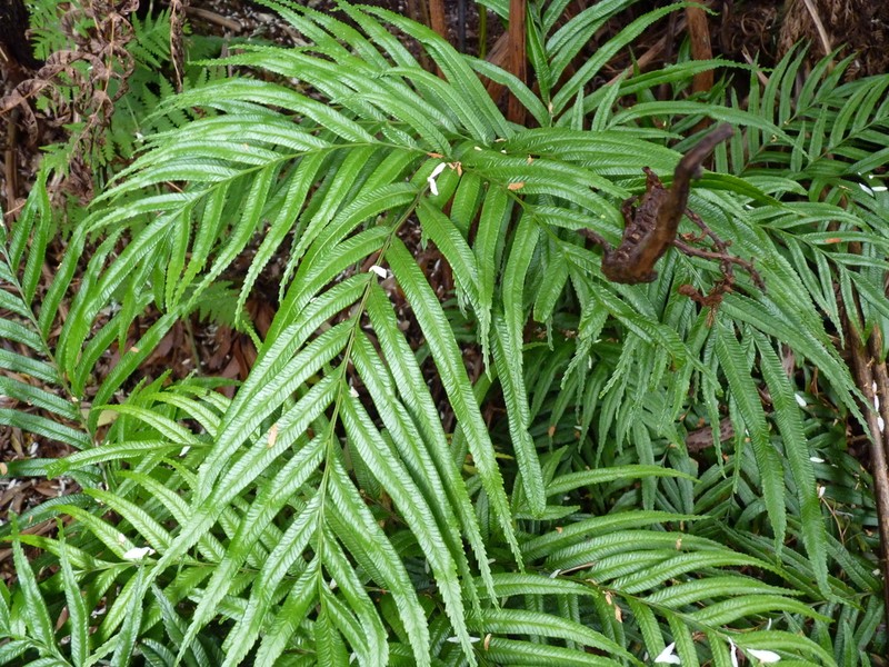 Blechnum schottii photo 3