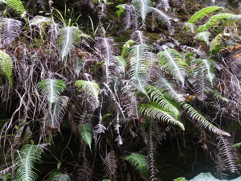 Blechnum schottii photo 4