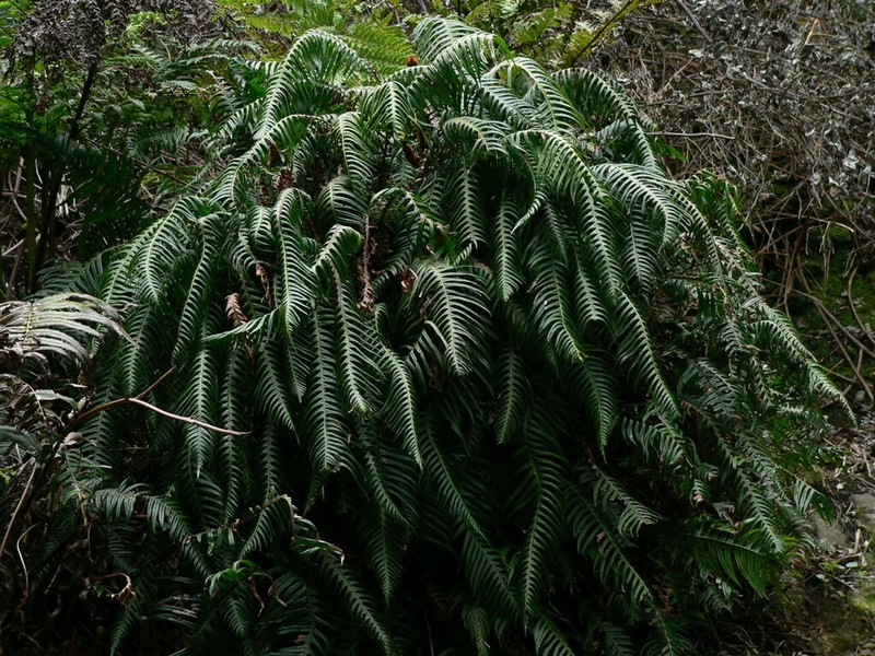Blechnum schottii photo 5