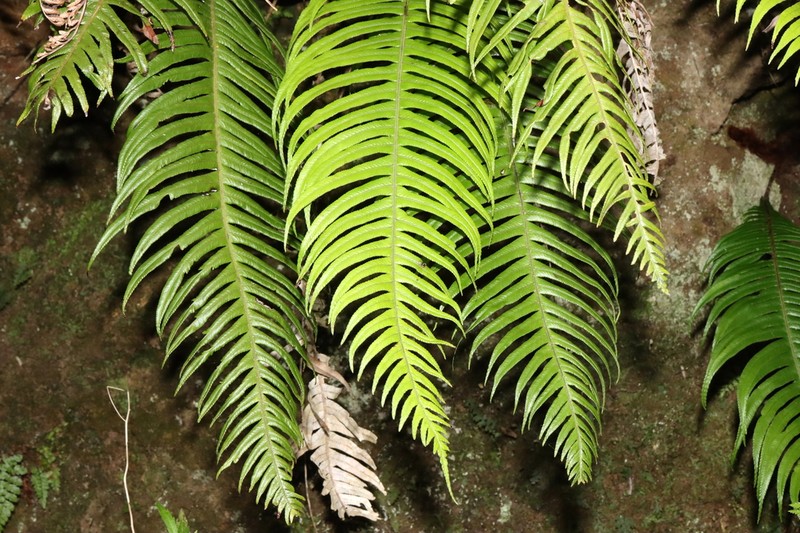 Blechnum schottii photo 6
