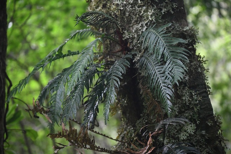 Blechnum schottii photo 7