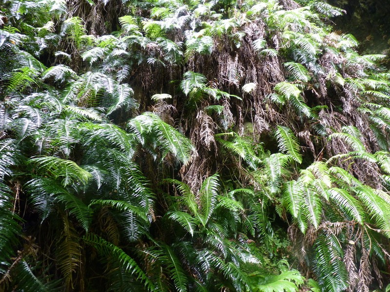 Blechnum schottii photo 8