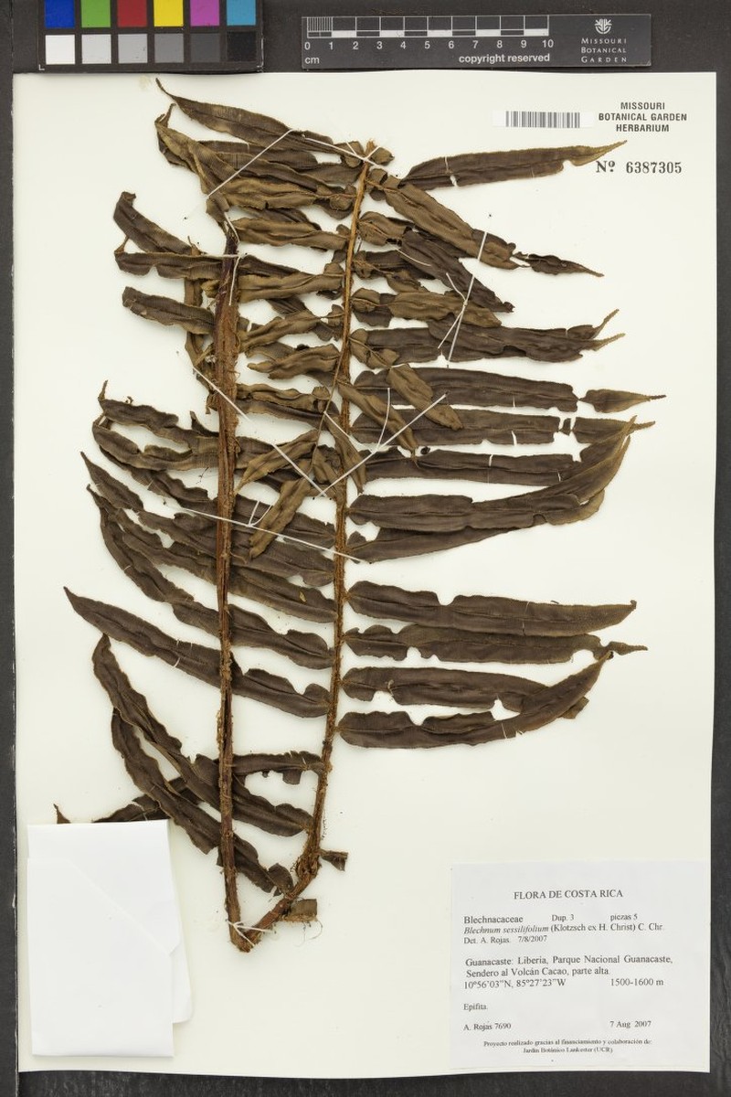 Blechnum sessilifolium