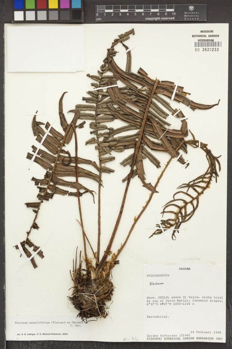 Blechnum sessilifolium photo 2