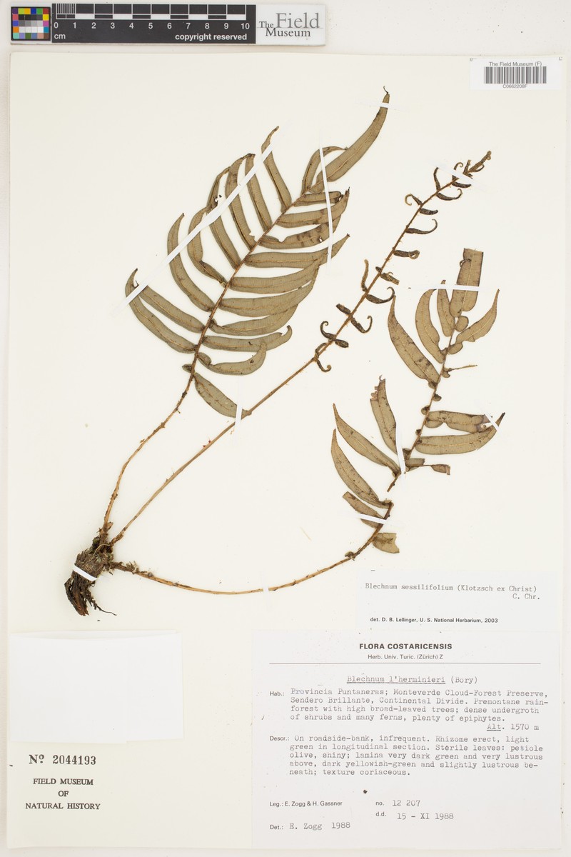 Blechnum sessilifolium photo 3