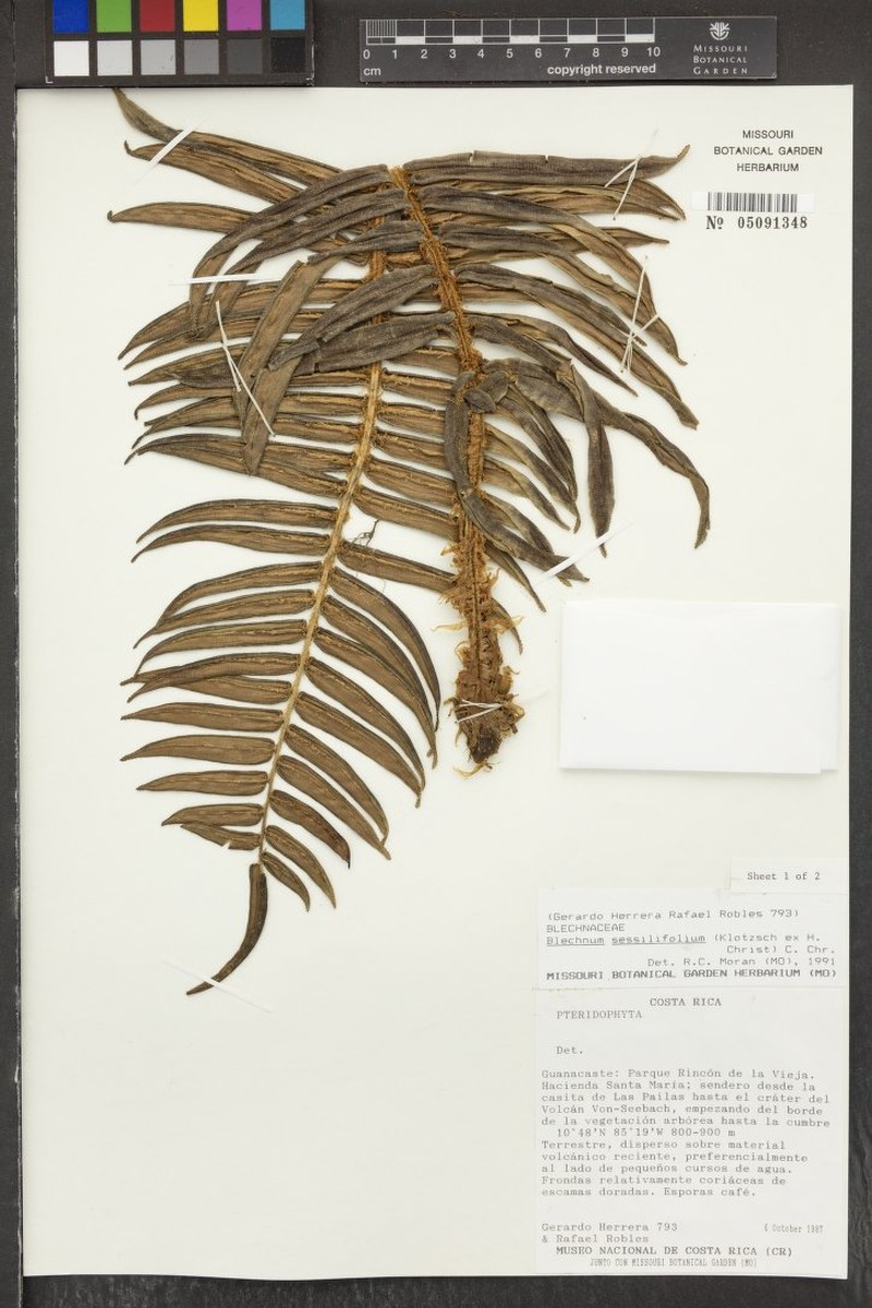 Blechnum sessilifolium photo 4