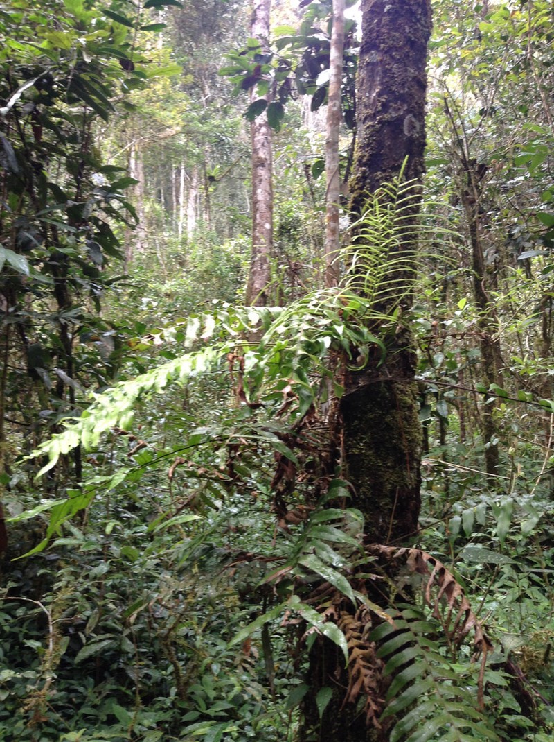Blechnum simillimum