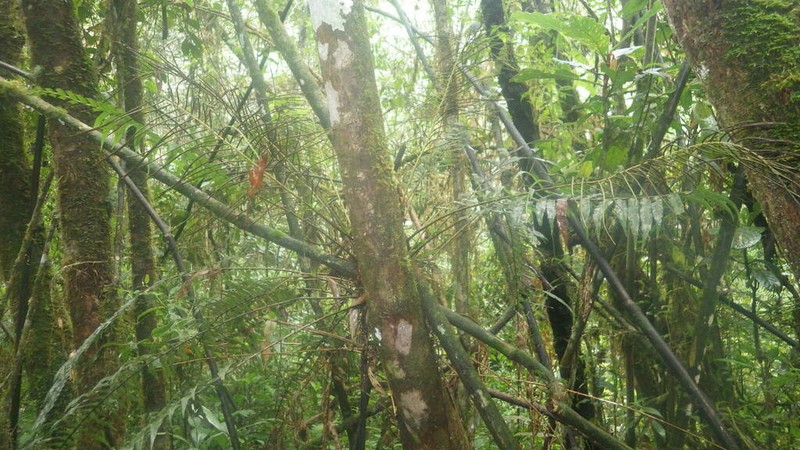 Blechnum simillimum photo 2