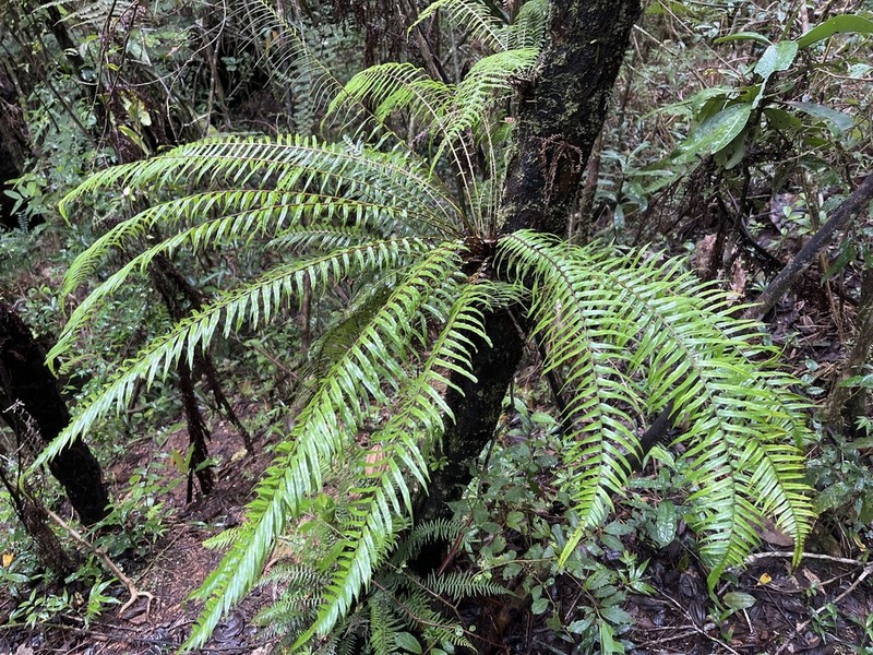 Blechnum simillimum photo 3