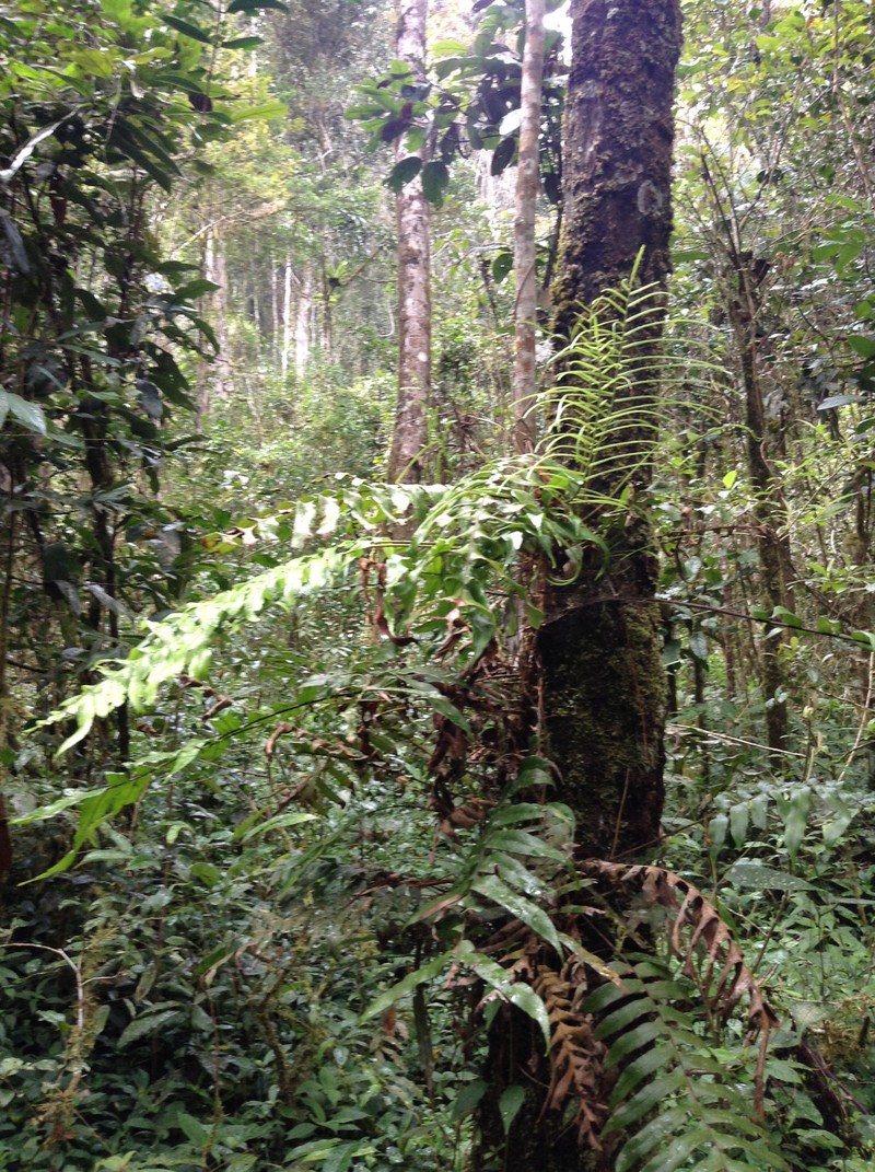 Blechnum simillimum photo 4