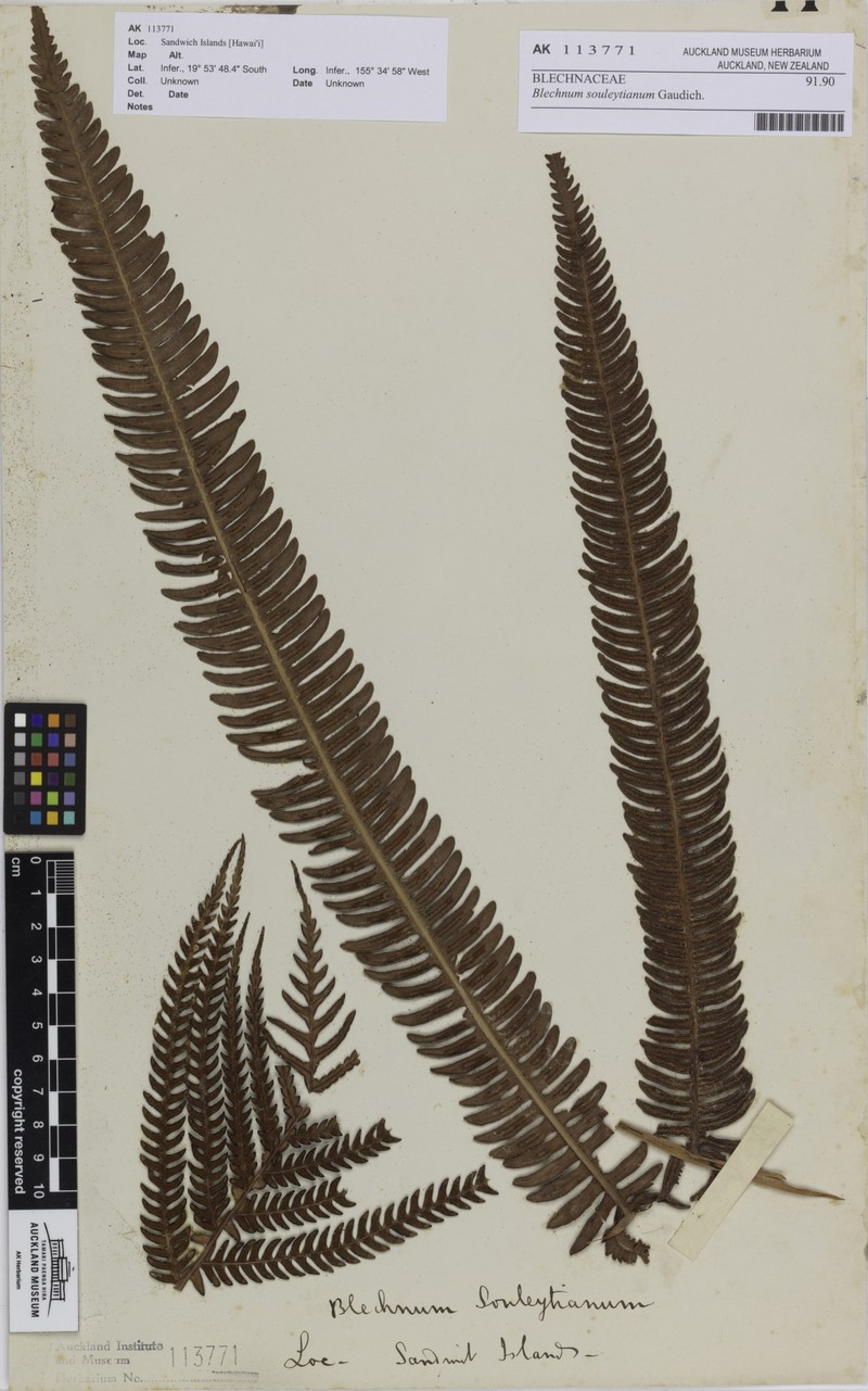 Blechnum souleytianum