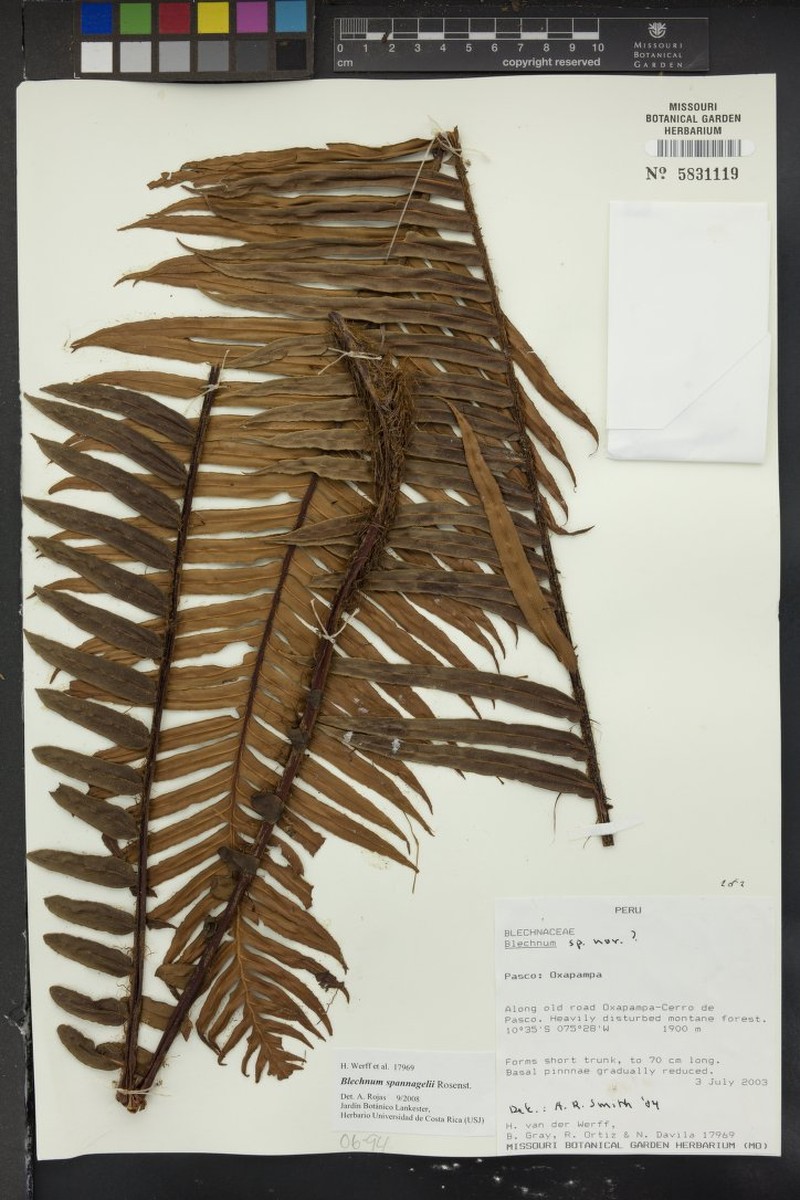 Blechnum spannagelii