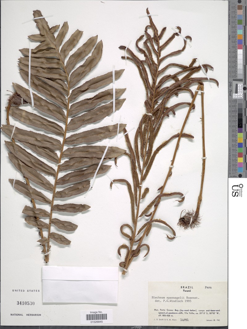 Blechnum spannagelii photo 2