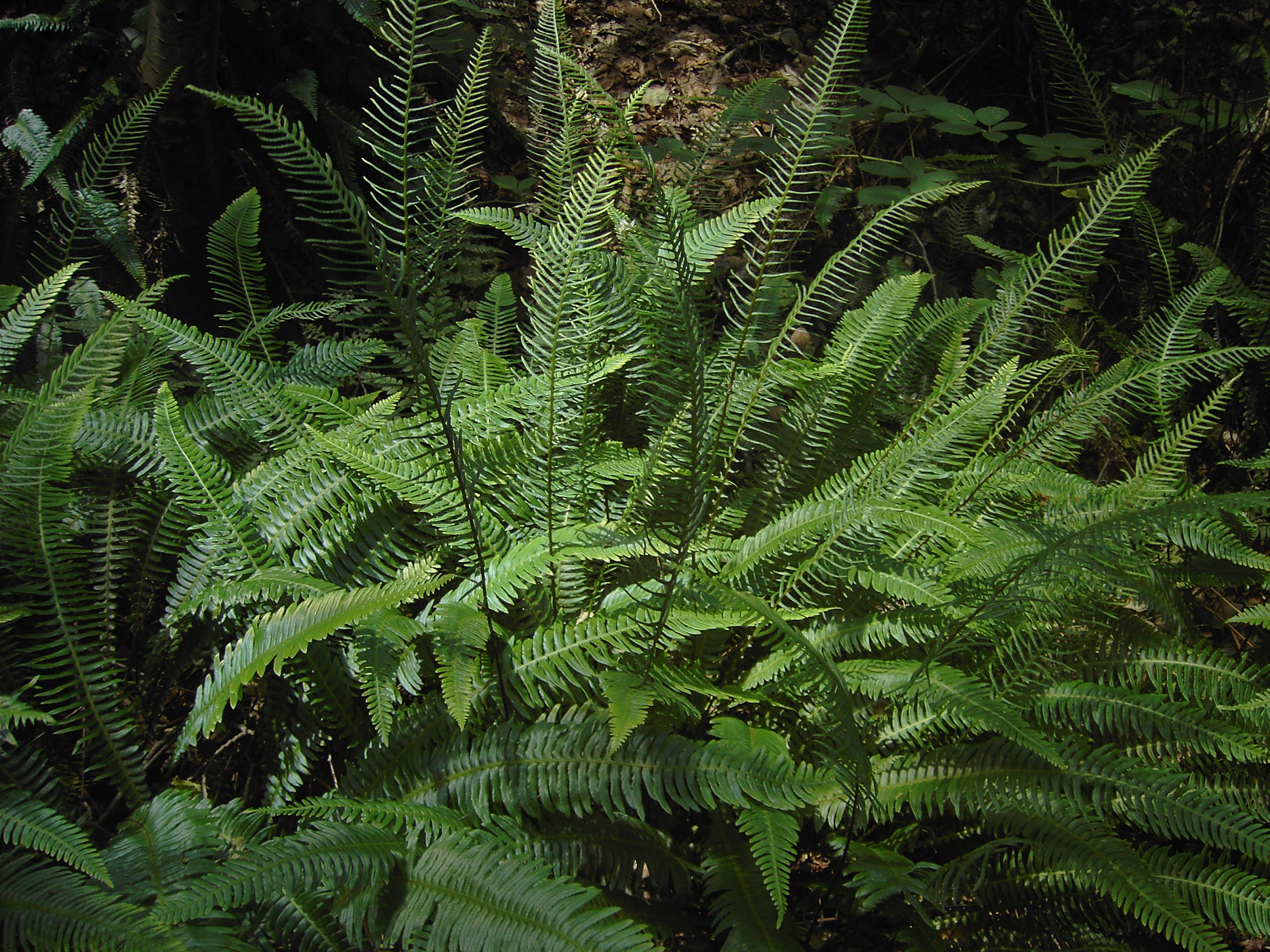 Deer Fern