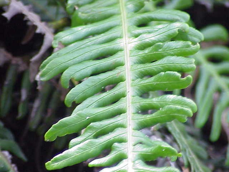 Deer Fern photo 3