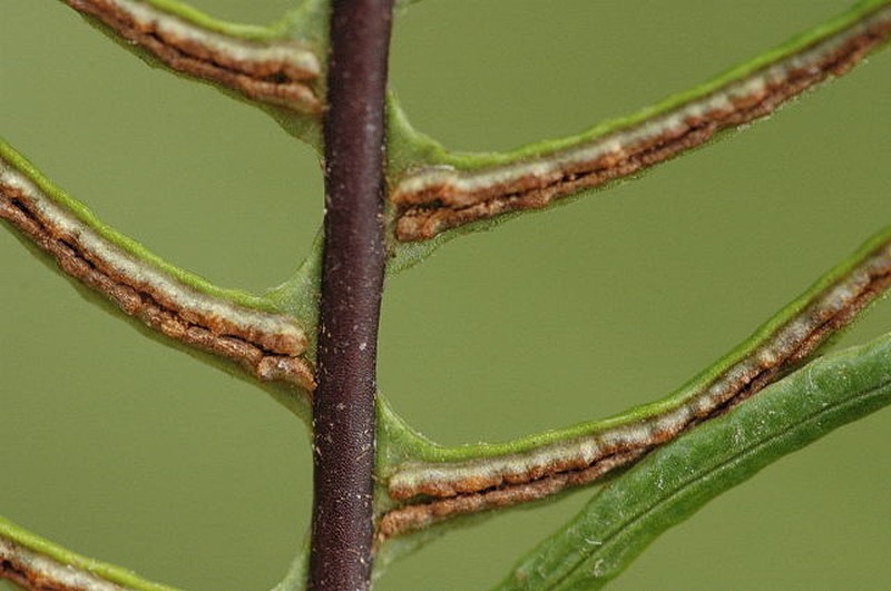 Deer Fern photo 4