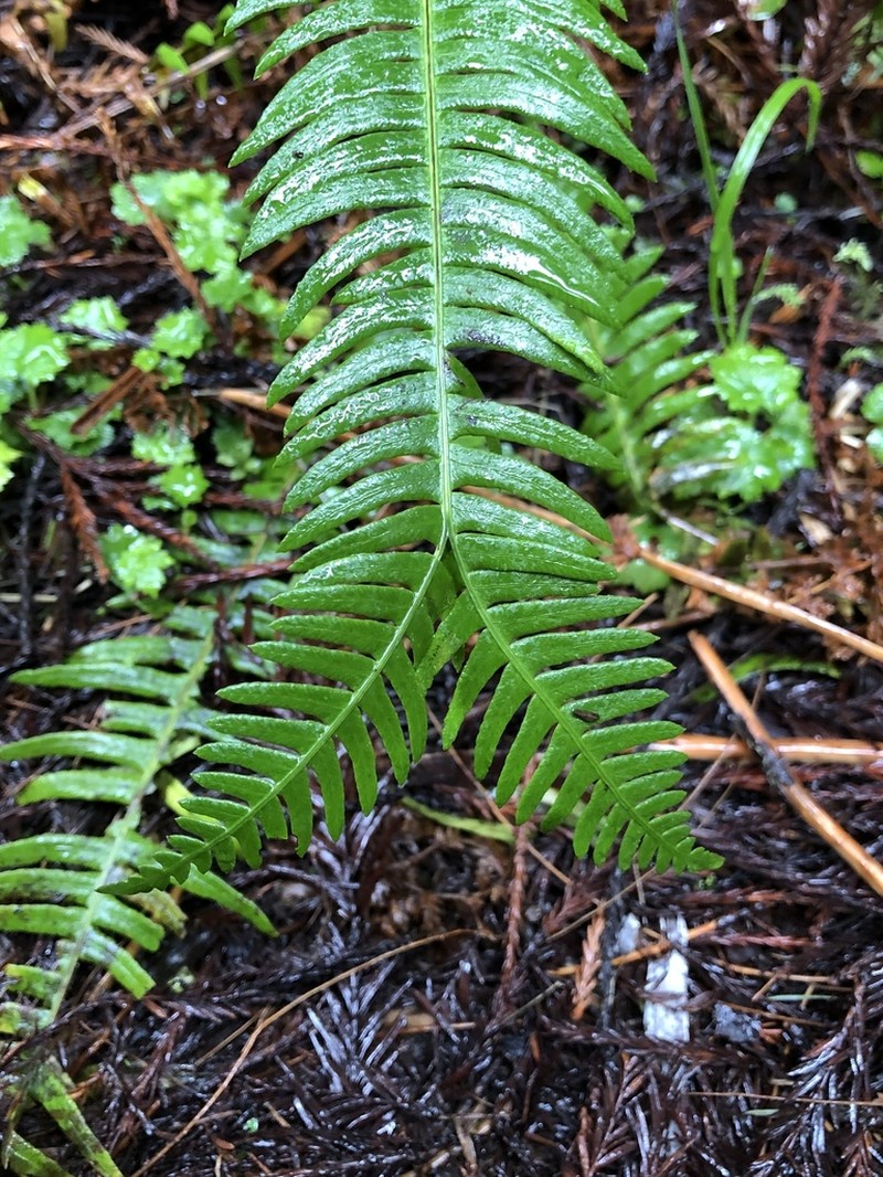 Deer Fern photo 5