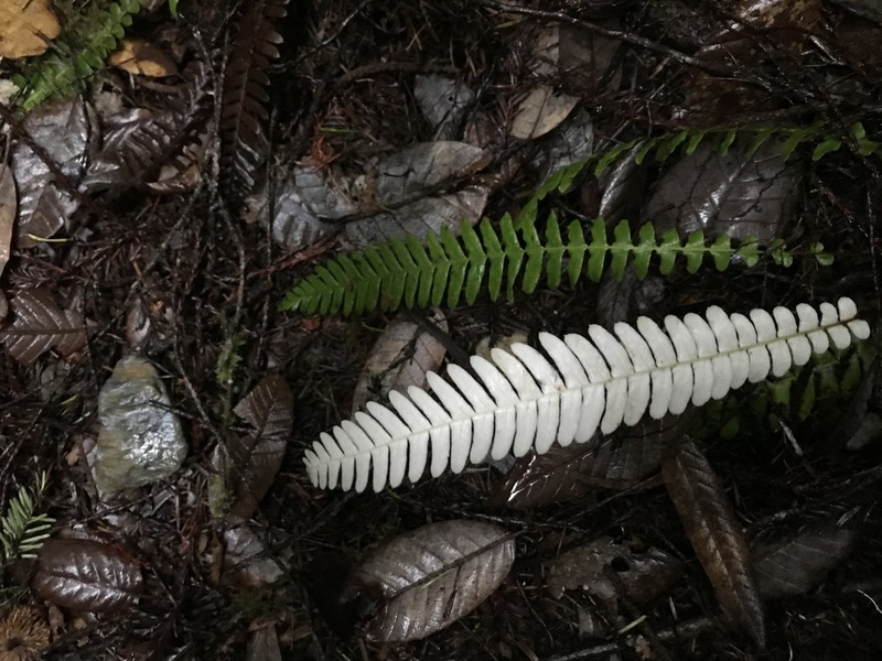 Deer Fern photo 6