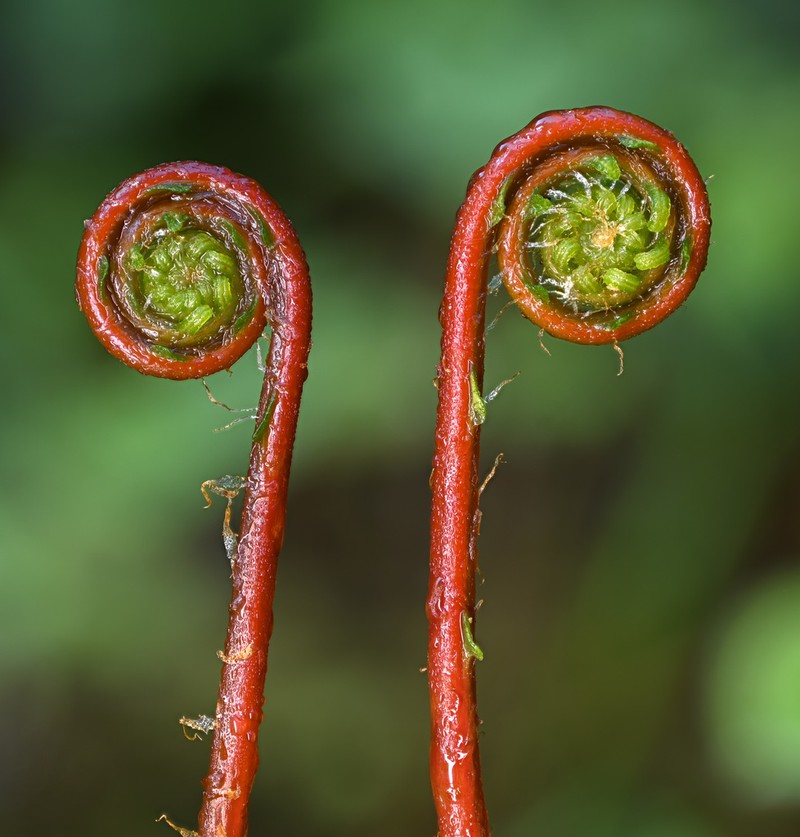 Deer Fern photo 7
