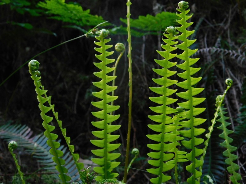 Deer Fern photo 8
