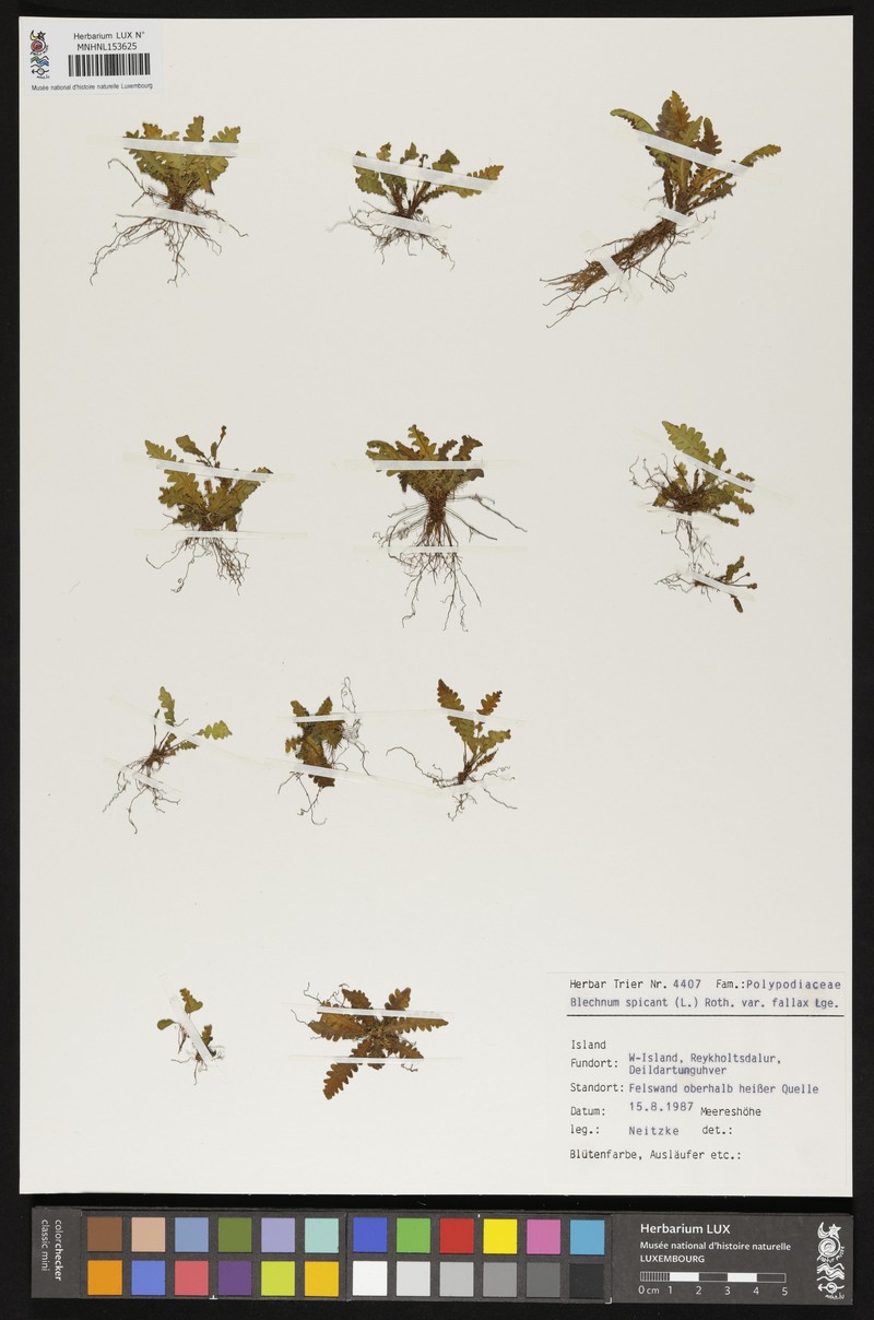 Blechnum spicant var. fallax