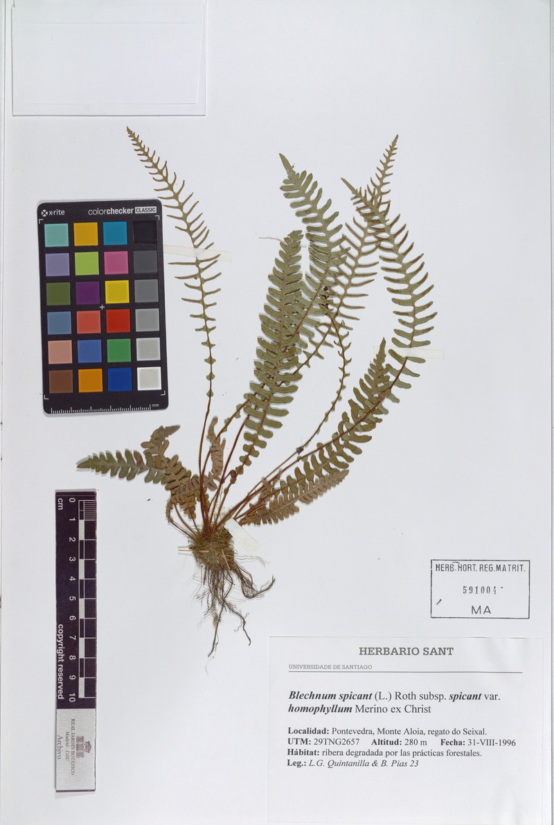 Blechnum spicant var. homophyllum