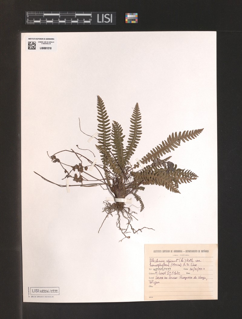 Blechnum spicant var. homophyllum photo 2