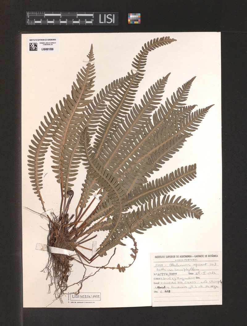 Blechnum spicant var. homophyllum photo 3