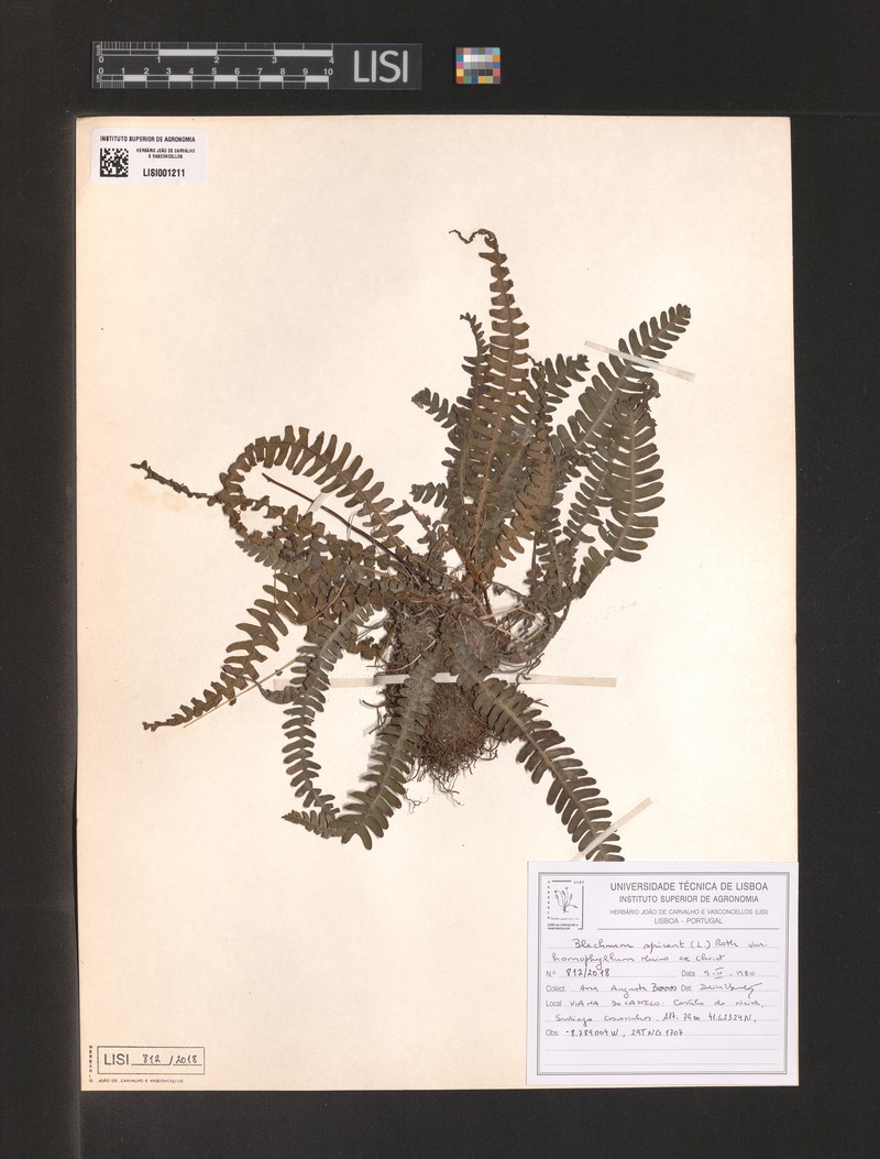 Blechnum spicant var. homophyllum photo 4
