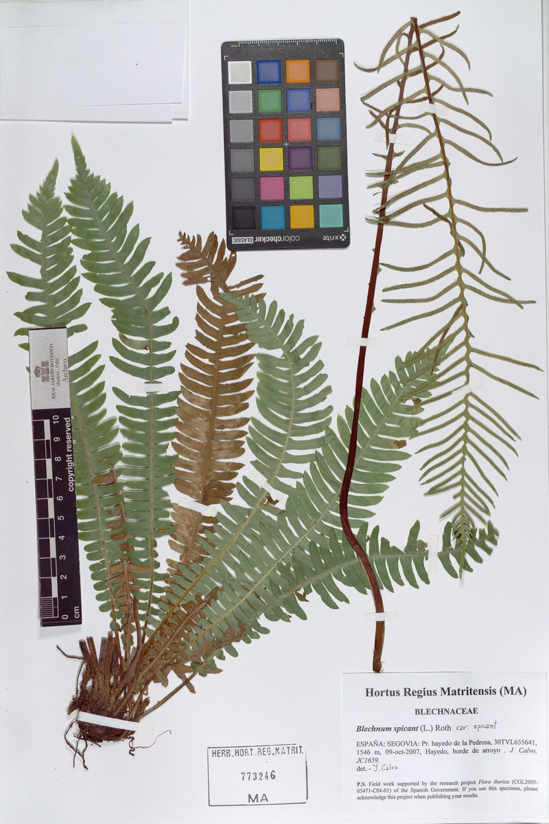 Blechnum spicant var. spicant photo 2