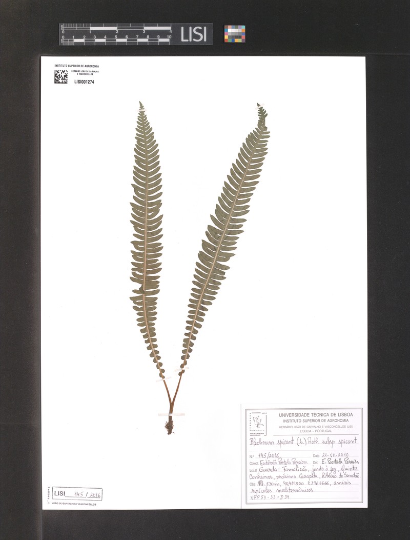 Blechnum spicant var. spicant