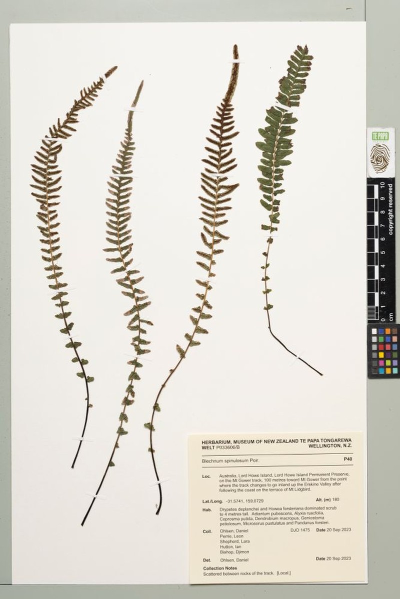 Blechnum spinulosum