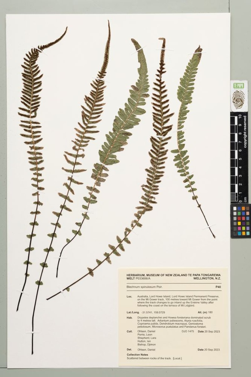 Blechnum spinulosum photo 2