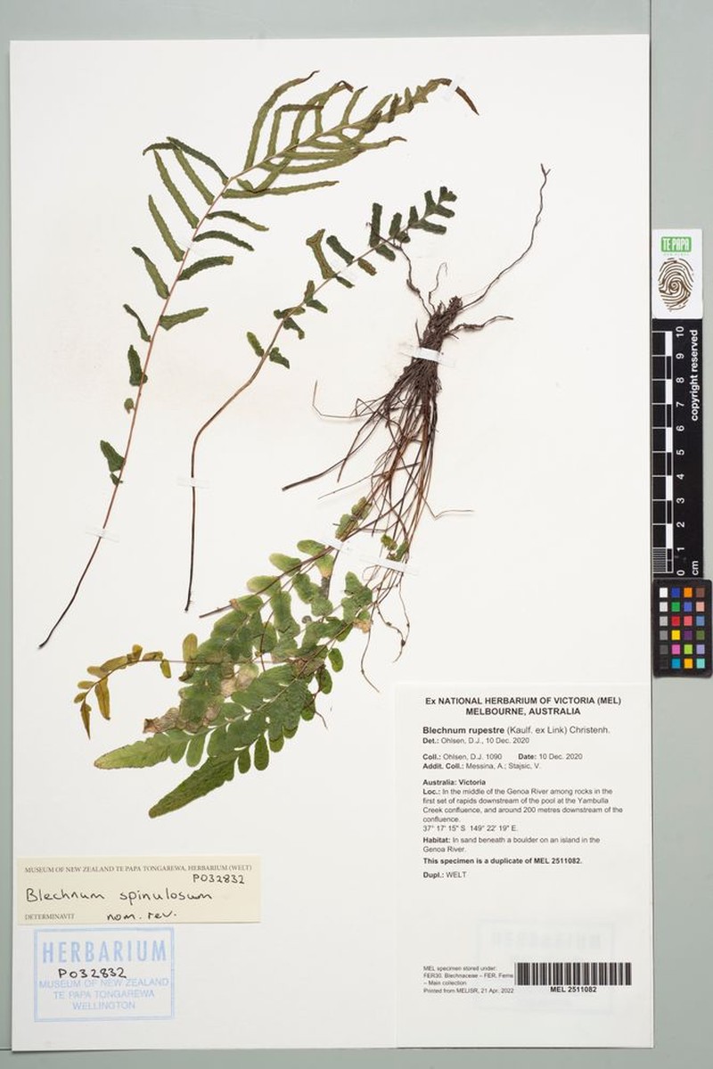 Blechnum spinulosum photo 3