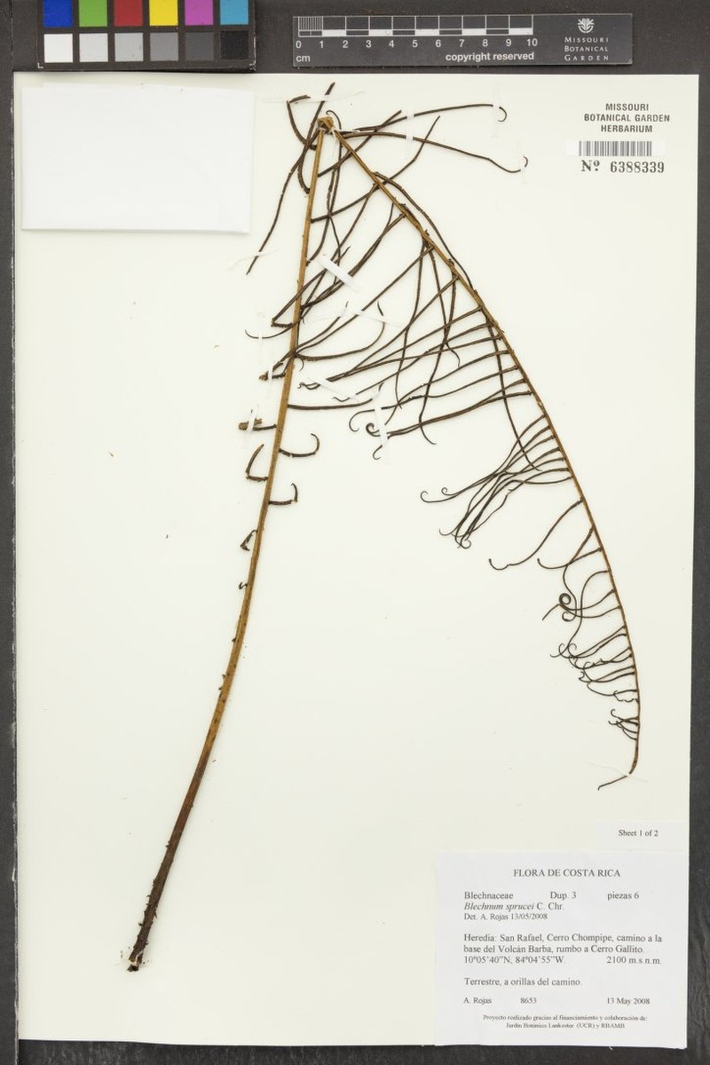 Blechnum sprucei