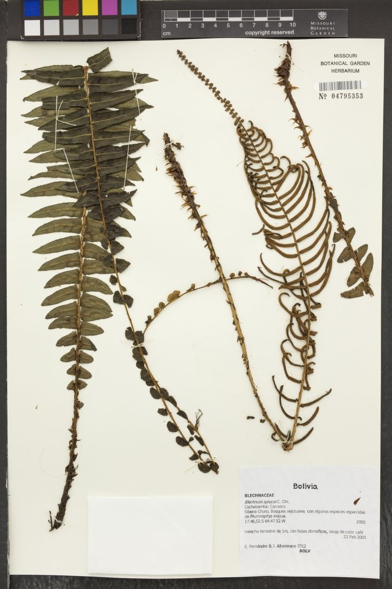 Blechnum sprucei photo 2