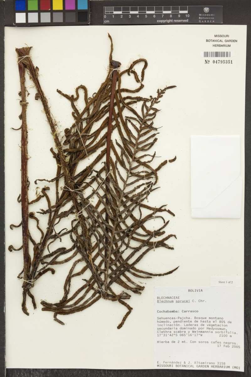 Blechnum sprucei photo 3
