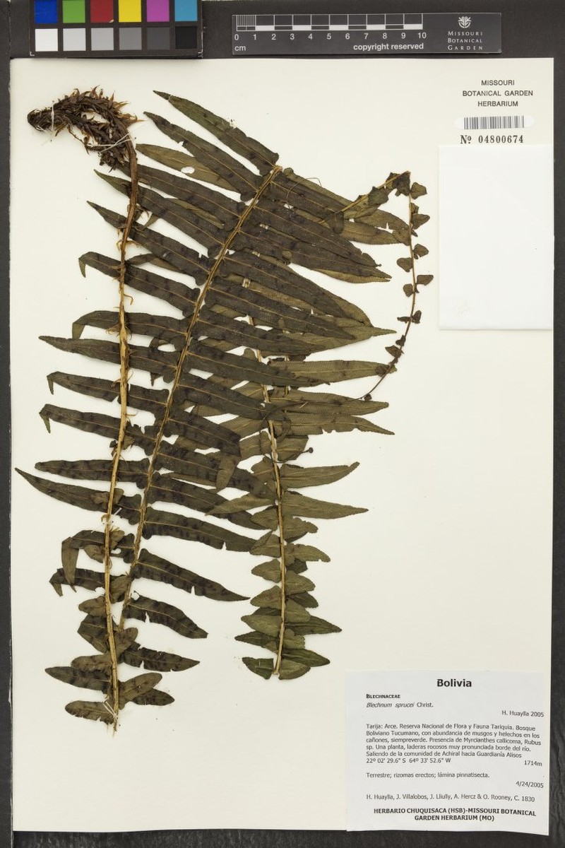 Blechnum sprucei photo 4