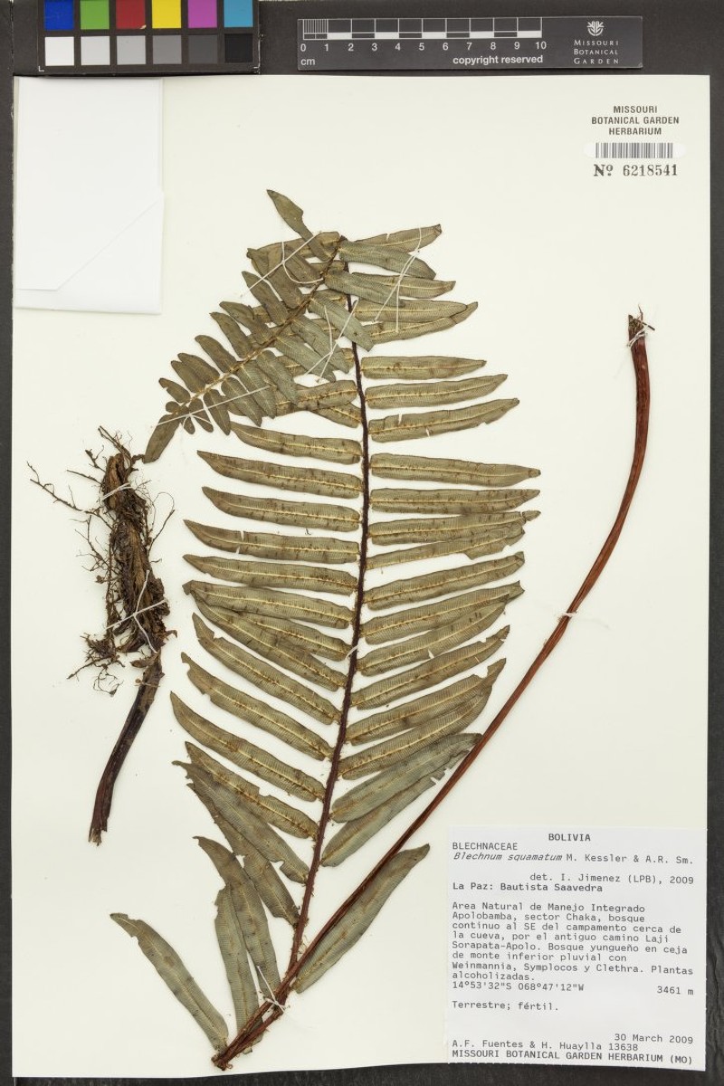 Blechnum squamatum