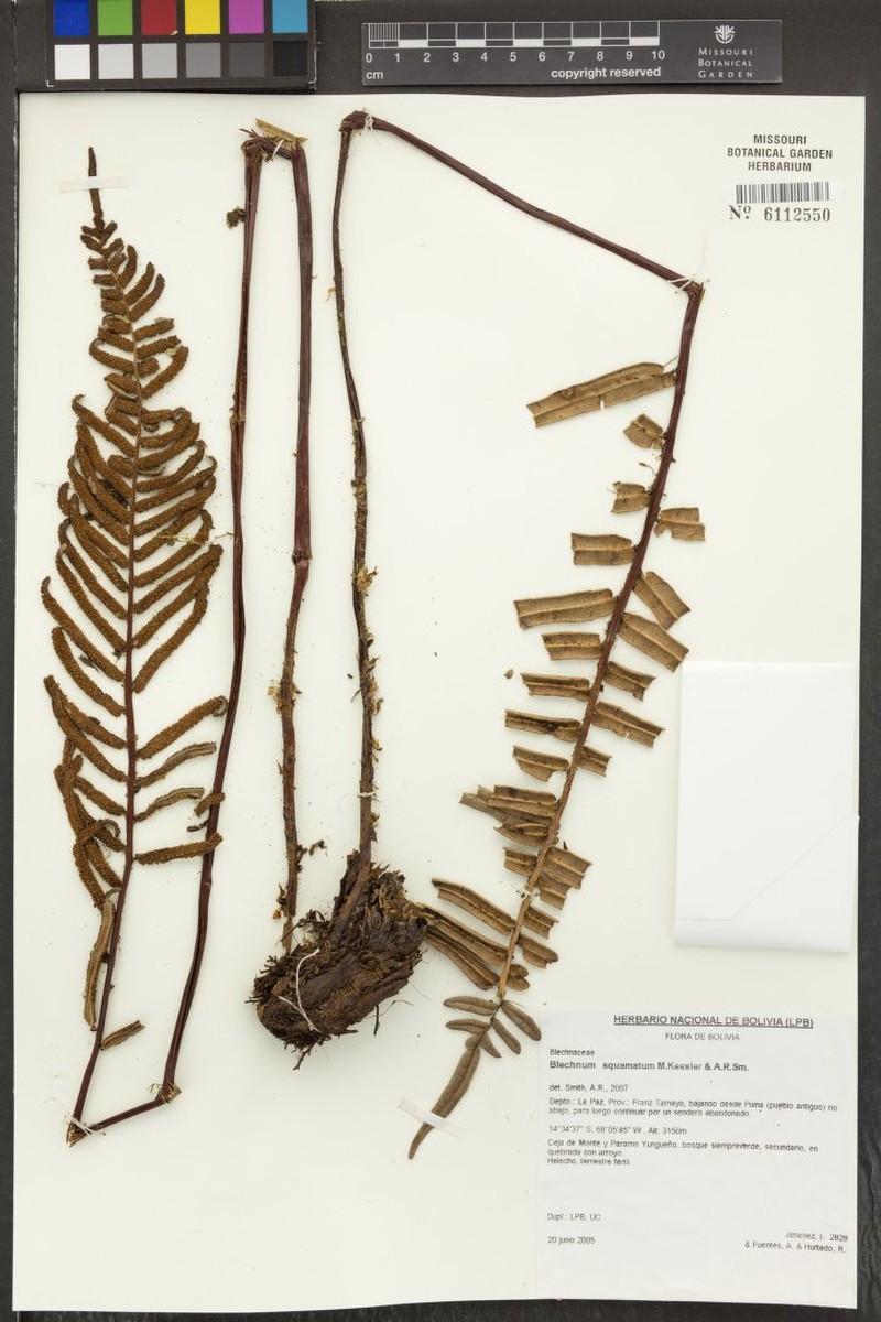 Blechnum squamatum photo 2