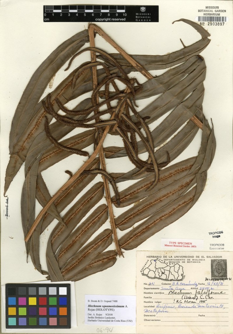 Blechnum squamosissimum